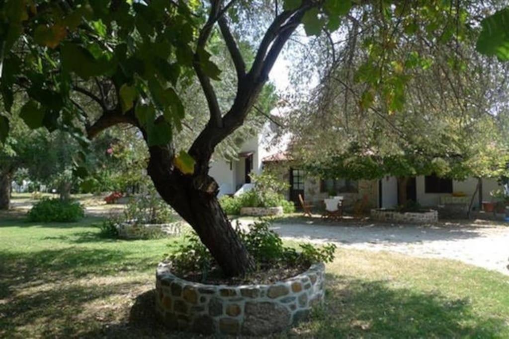 Traditionelles Appartement Athos Shadow Am Meer Paralia Sikias Eksteriør bilde